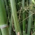 排山竹，小竹子，菜架竹子，深山小竹子，莆竹，，，，