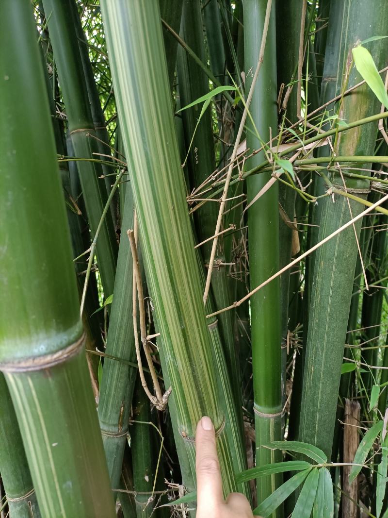 排山竹，小竹子，菜架竹子，深山小竹子，莆竹，，，，