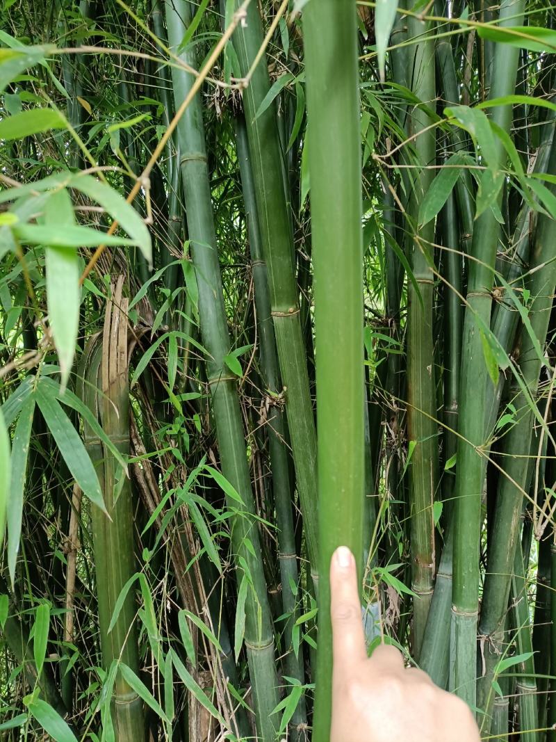 排山竹，小竹子，菜架竹子，深山小竹子，莆竹，，，，