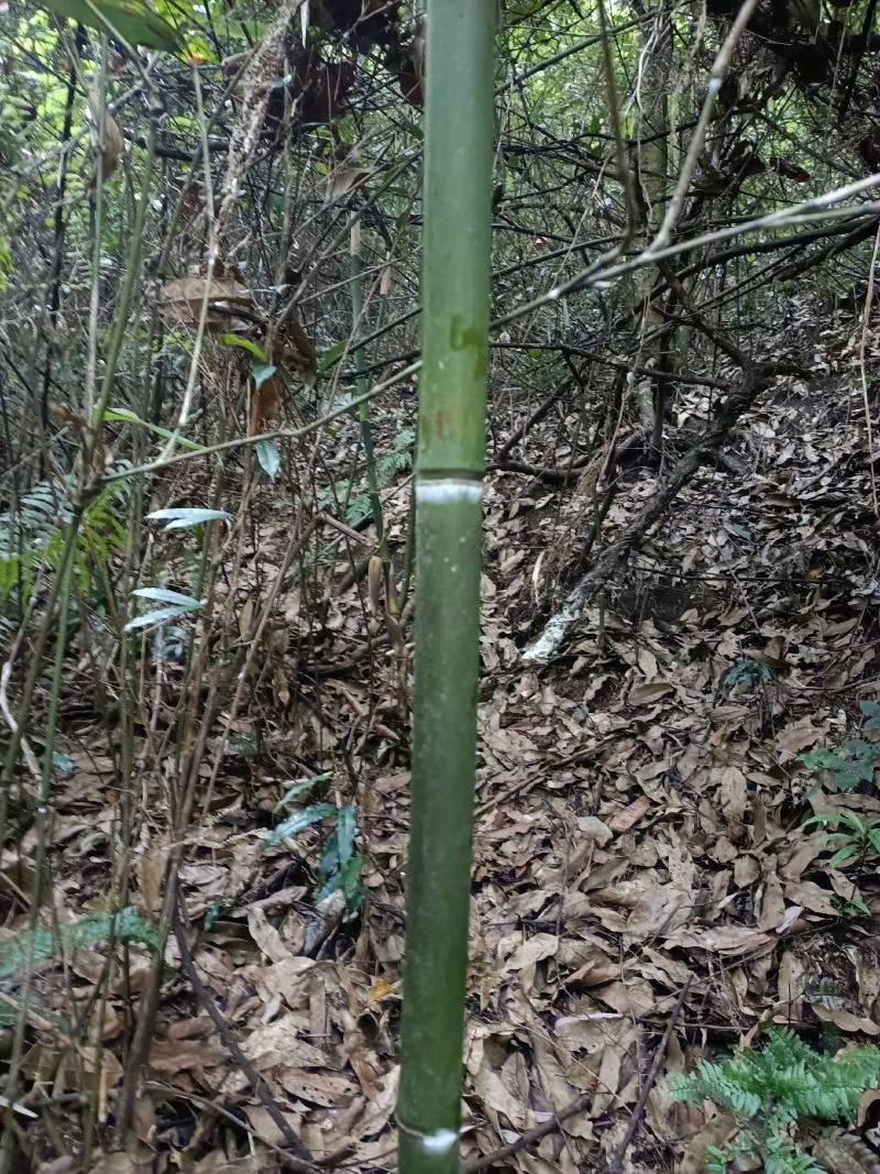排山竹，小竹子，菜架竹子，深山小竹子，莆竹，，，，