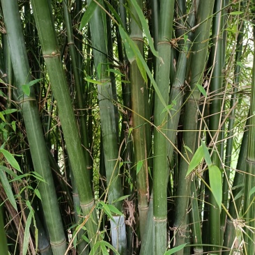 排山竹，小竹子，菜架竹子，深山小竹子，莆竹，，，，