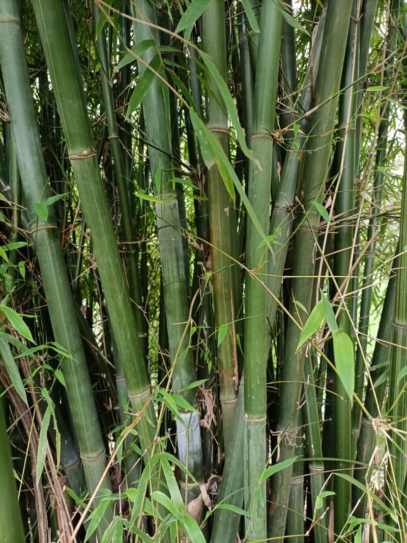 排山竹，小竹子，菜架竹子，深山小竹子，莆竹，，，，