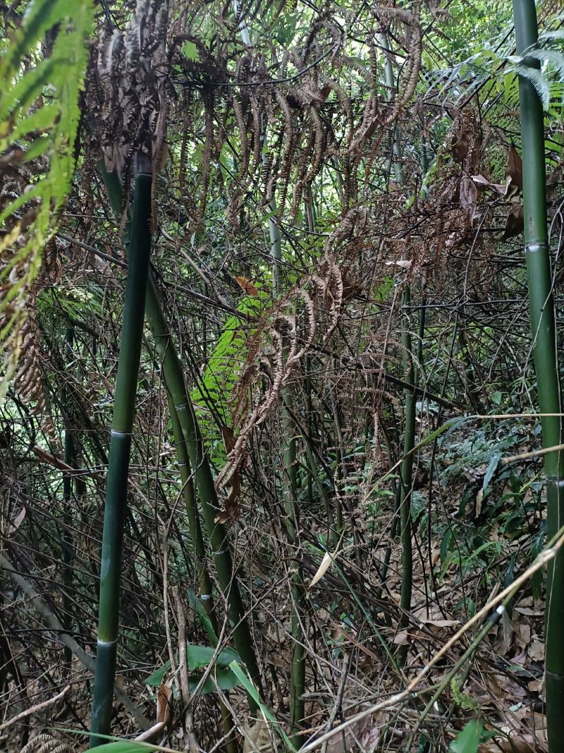 排山竹，小竹子，菜架竹子，深山小竹子，莆竹，，，，