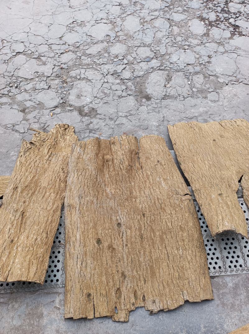 刮皮杜仲厚度1.5mm树龄20年左右统货