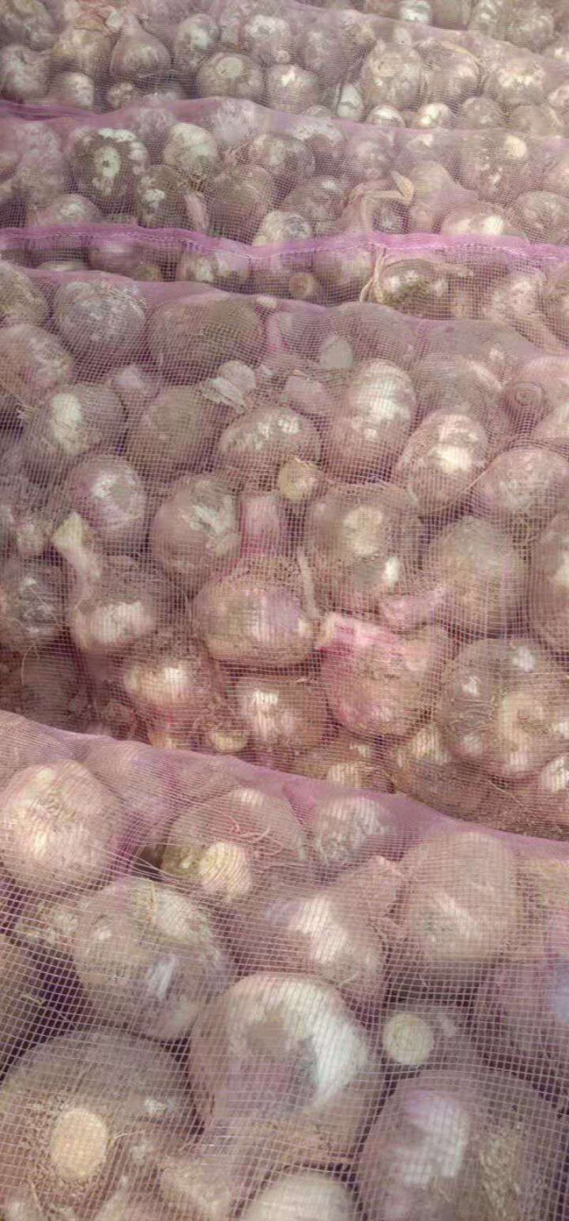 红皮蒜大量上市