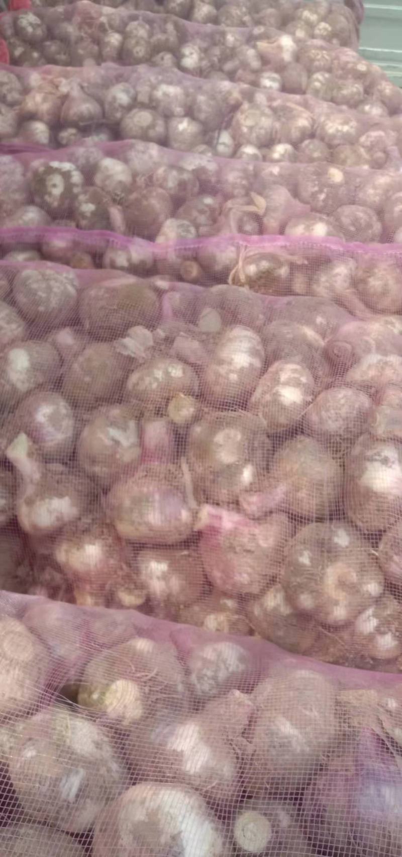 红皮蒜大量上市