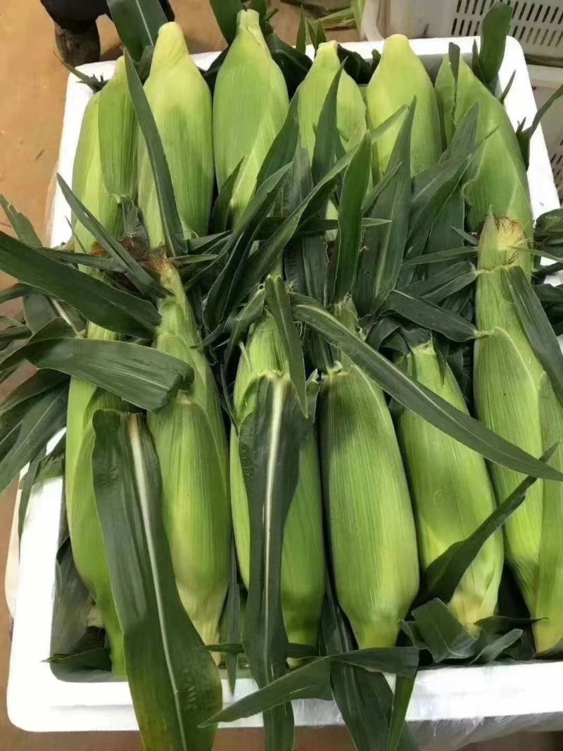 云南红河玉米大量上市，香甜软糯，欢迎各位采购商实地走货