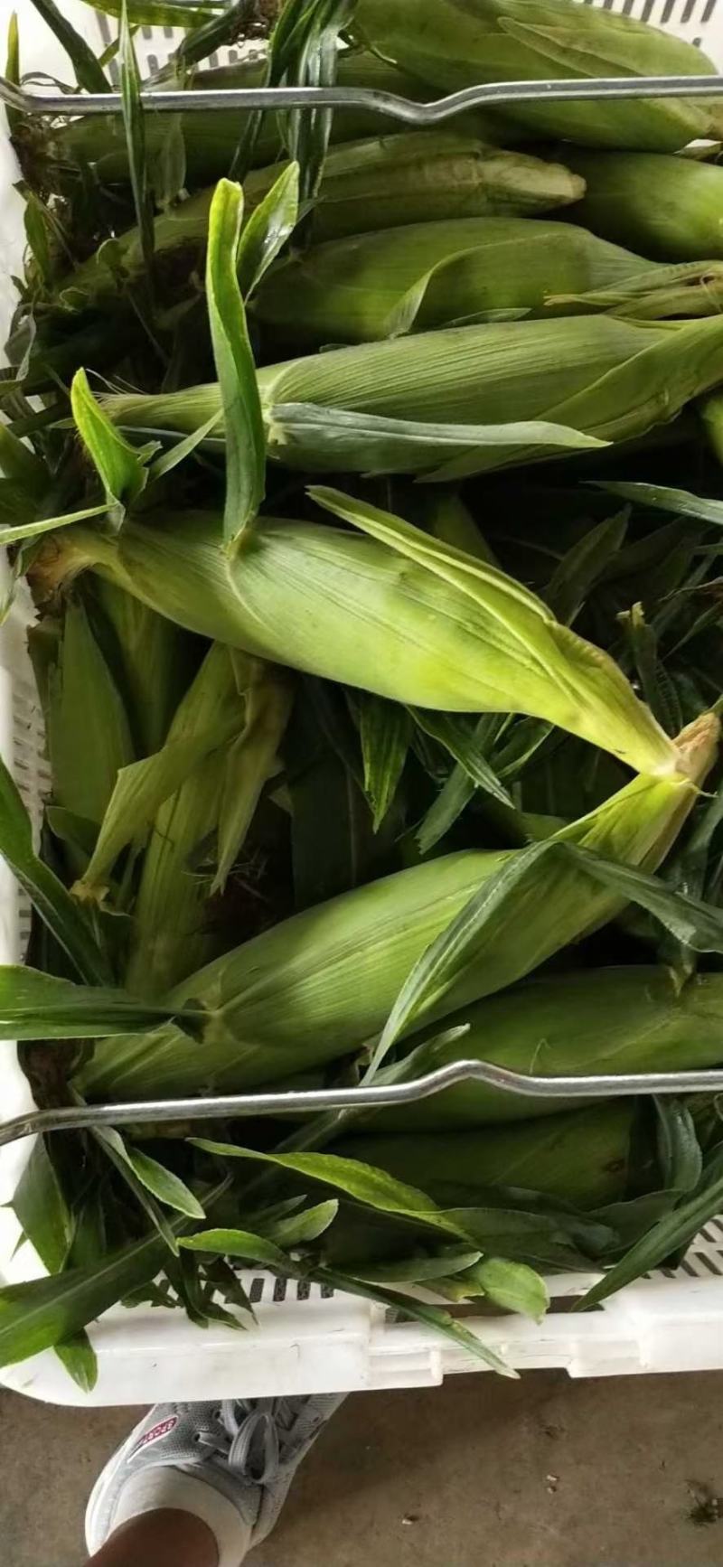 云南红河玉米大量上市，香甜软糯，欢迎各位采购商实地走货