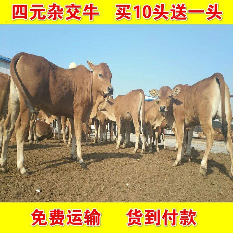 鲁西黄牛犊（买10头送1头）牛犊保证健康放养圈养都可以