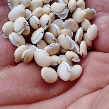白扁豆，云南小颗粒白扁豆，药豆，药厂标准，质量好