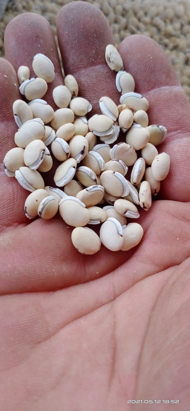 白扁豆，云南小颗粒白扁豆，药豆，药厂标准，质量好