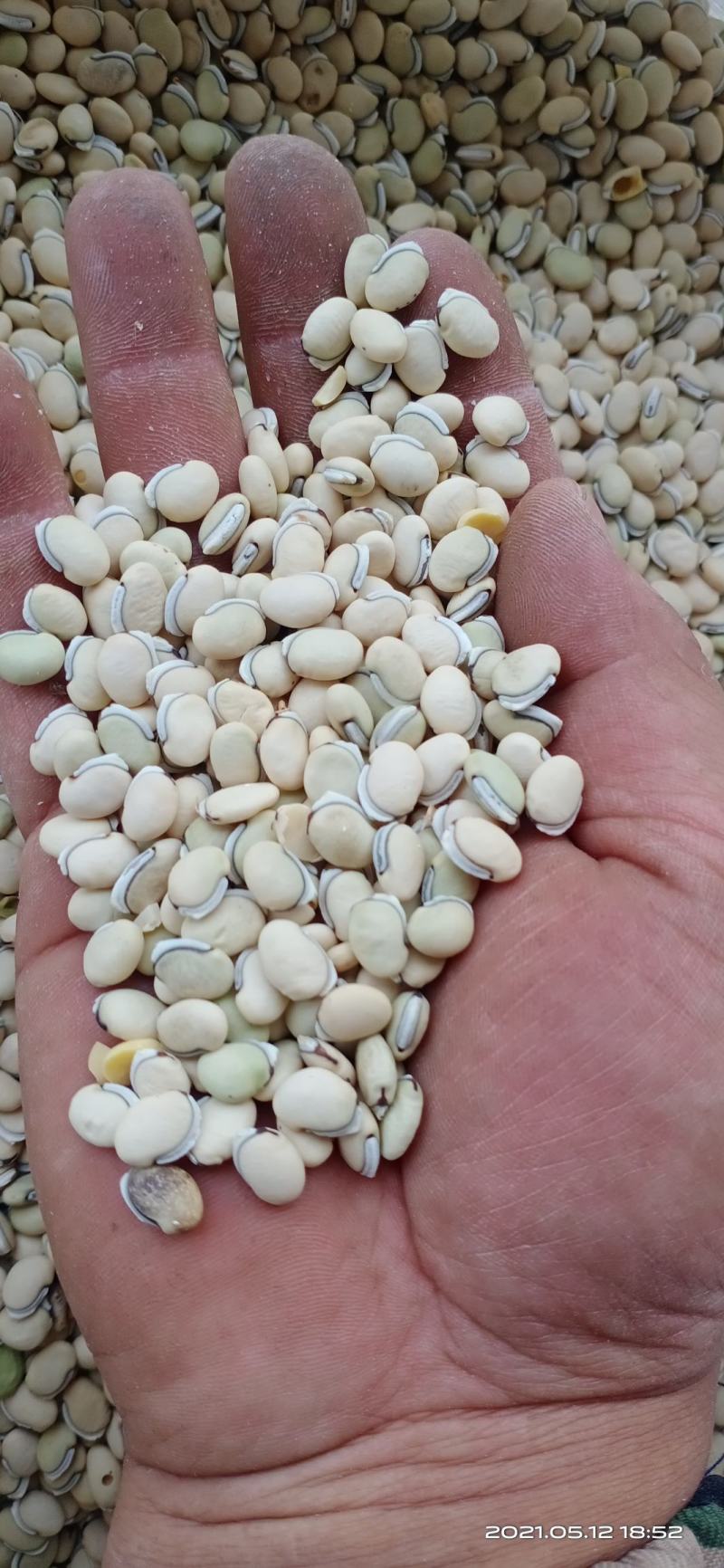 白扁豆，云南小颗粒白扁豆，药豆，药厂标准，质量好