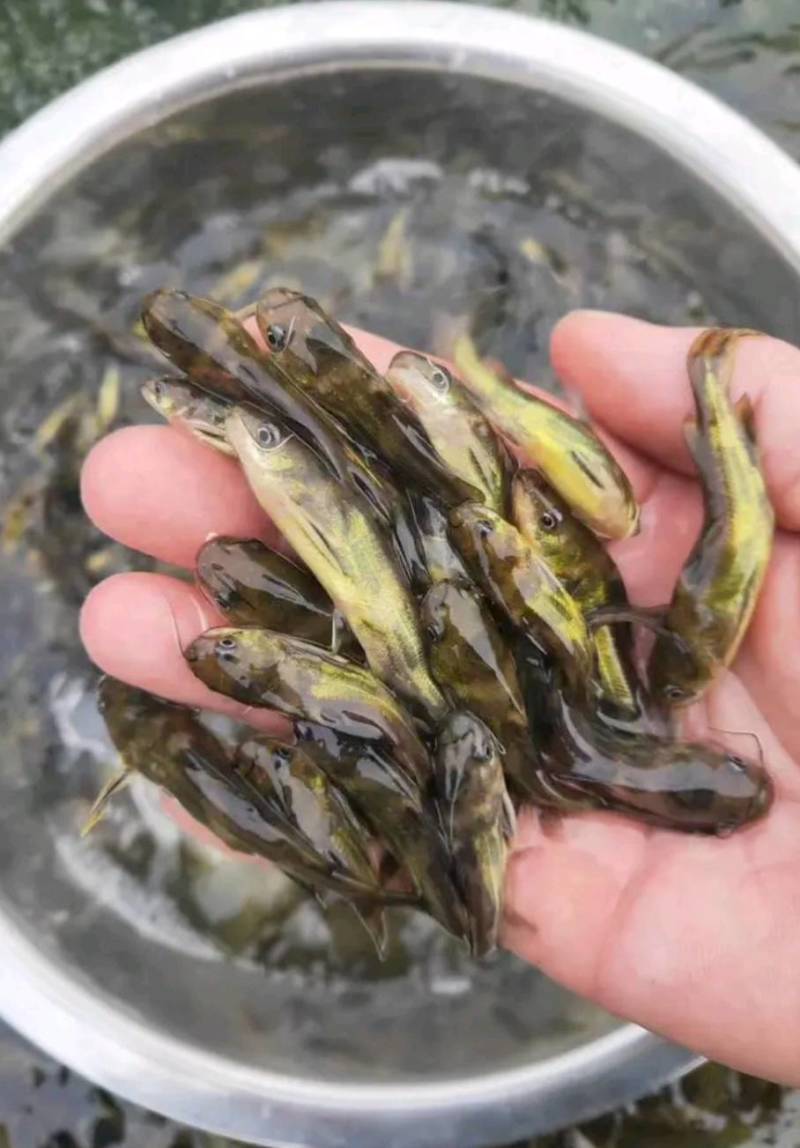 黄骨鱼苗杂交黄骨鱼苗黄颡鱼苗黄辣丁鱼苗大量供应