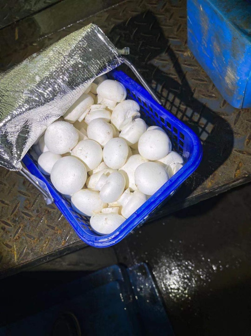 精品双孢菇