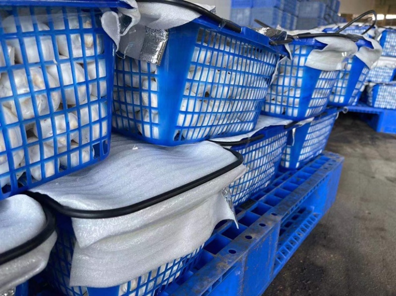 精品双孢菇