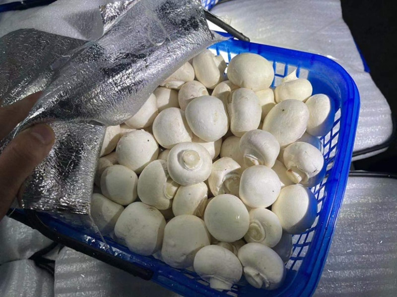 精品双孢菇