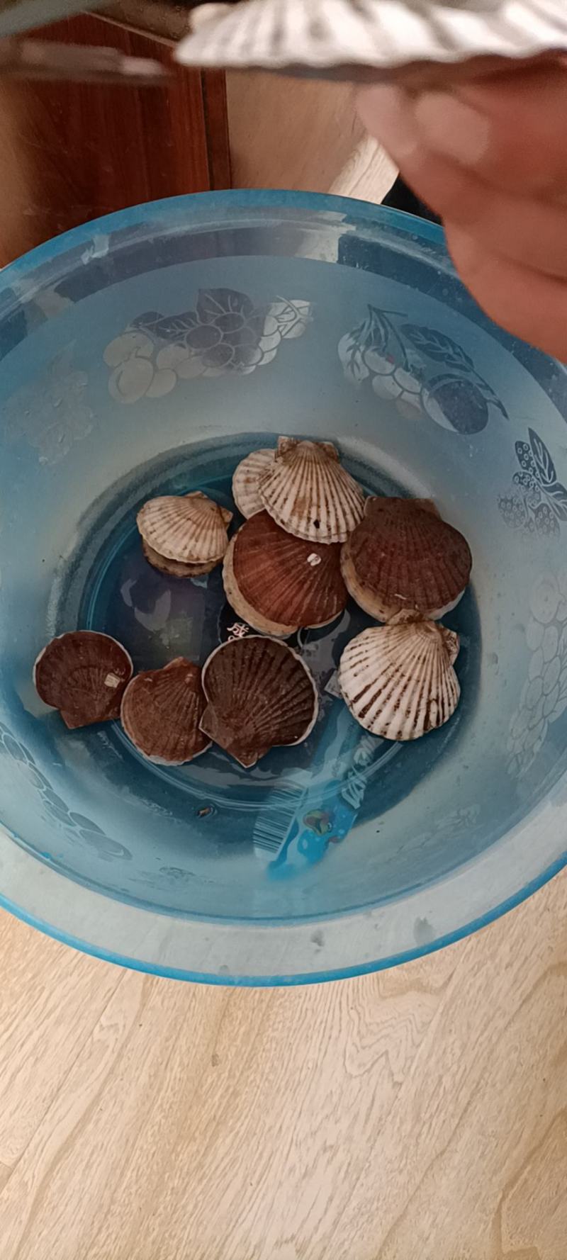 夏邑贝