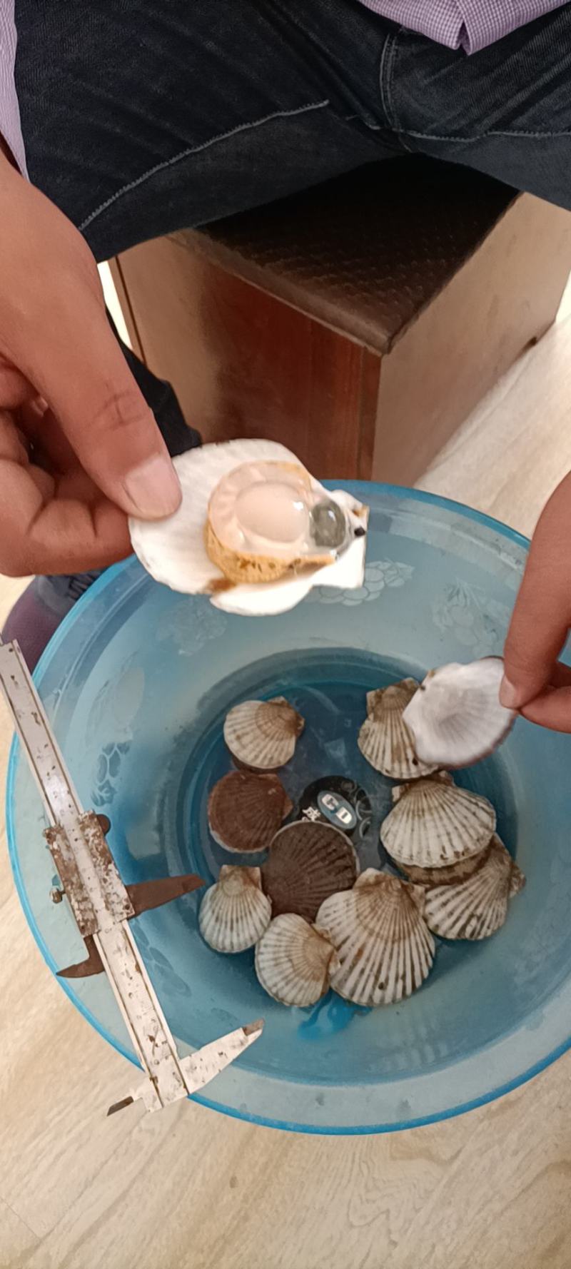 夏邑贝