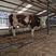 西门塔尔牛犊长势快品种纯包三个月成活免费送货