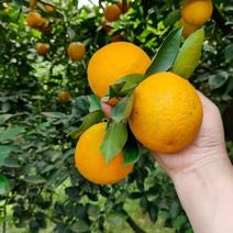 夏天吃的水果~夏橙