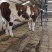 种牛一年能长1800斤纯种肉牛全国包送到家