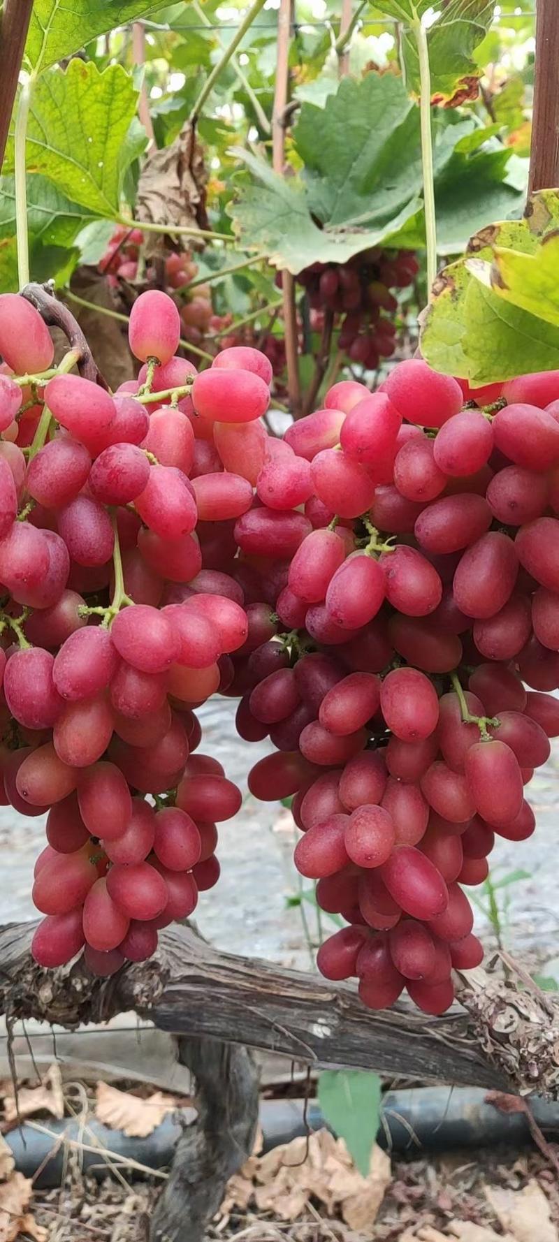 四川葡萄优质克伦生葡萄现摘现卖耐运输储存价格便宜