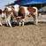西门塔尔牛犊肉牛犊日增重3-4斤包技术包成活
