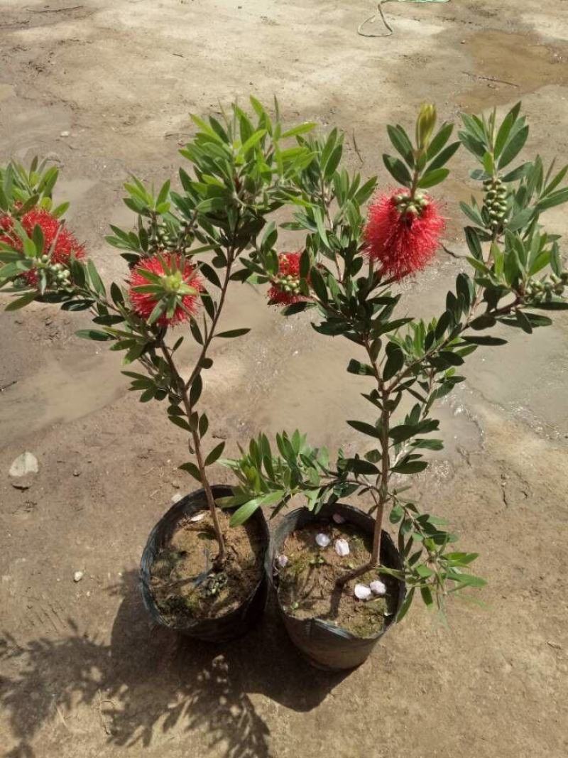 盆栽红千层树苗串钱柳垂枝红千层金宝树红千层花四季常青花卉