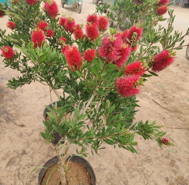 盆栽红千层树苗串钱柳垂枝红千层金宝树红千层花四季常青花卉