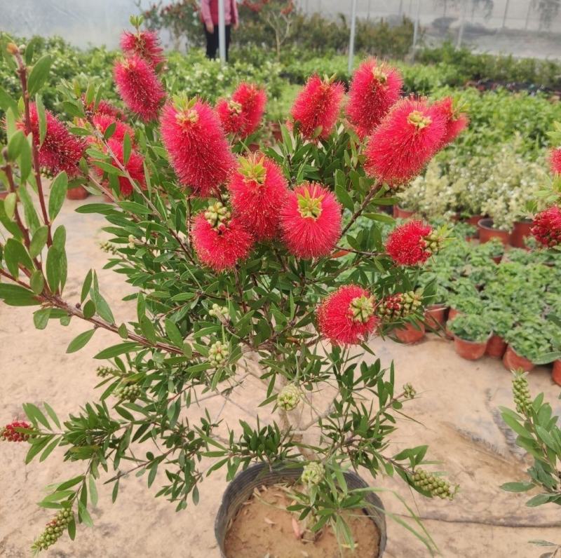 盆栽红千层树苗串钱柳垂枝红千层金宝树红千层花四季常青花卉