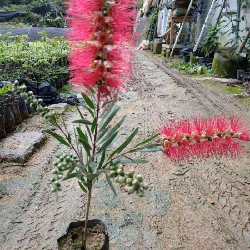 盆栽红千层树苗串钱柳垂枝红千层金宝树红千层花四季常青花卉