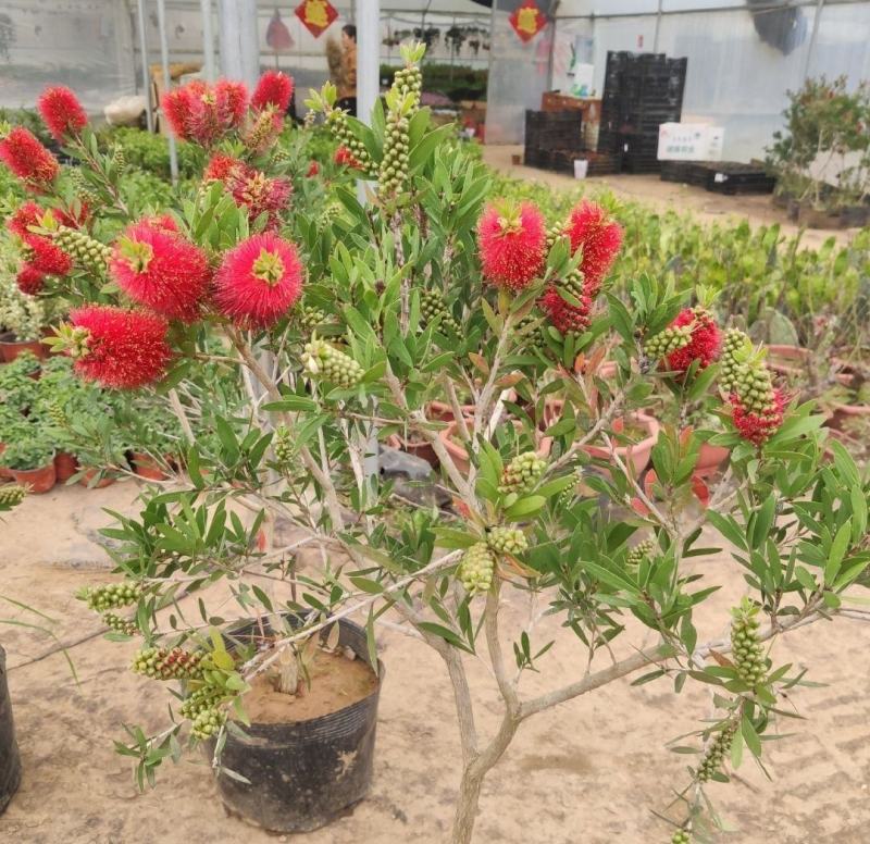 盆栽红千层树苗串钱柳垂枝红千层金宝树红千层花四季常青花卉