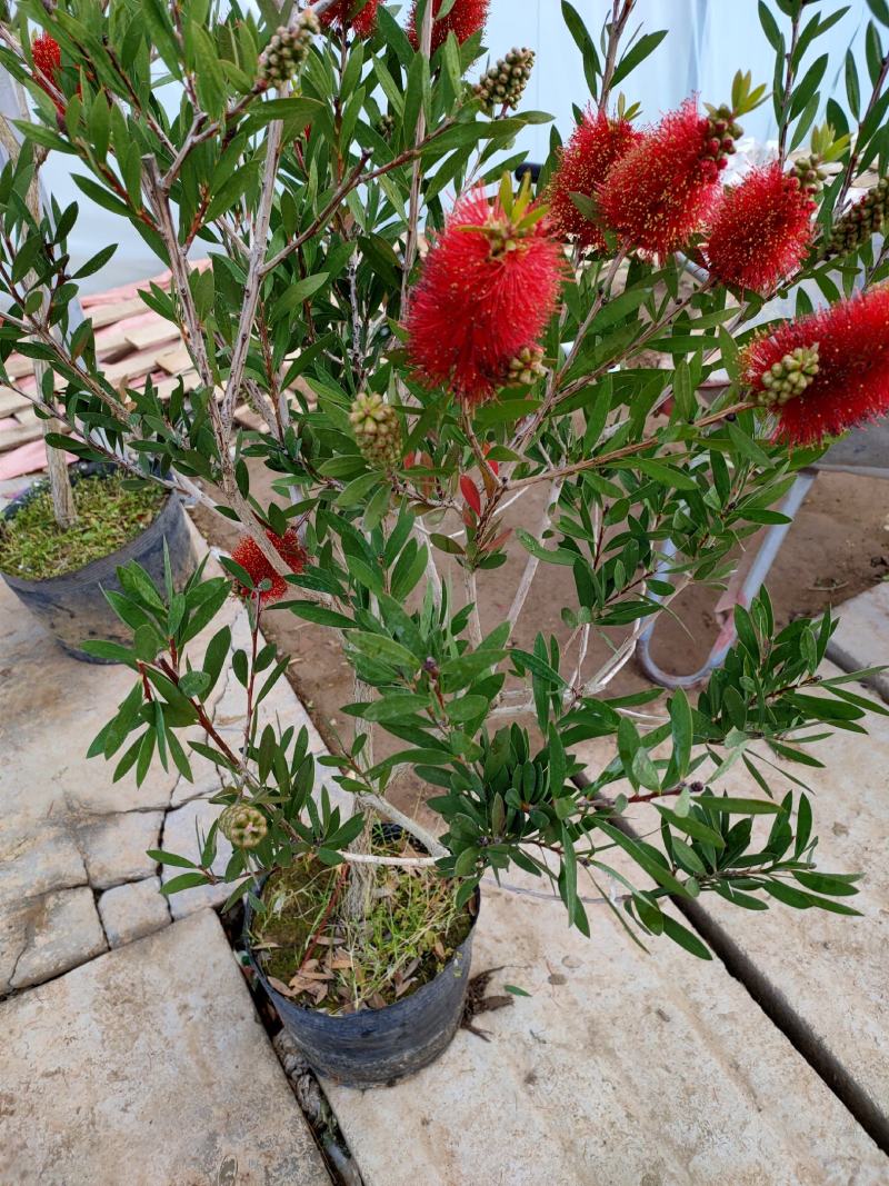 盆栽红千层树苗串钱柳垂枝红千层金宝树红千层花四季常青花卉