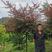 嫁接中国红枫，1.3-1.4米分支。一年到五年冠幅都有