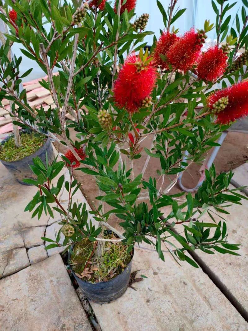 盆栽红千层树苗串钱柳垂枝红千层金宝树红千层花四季常青花卉