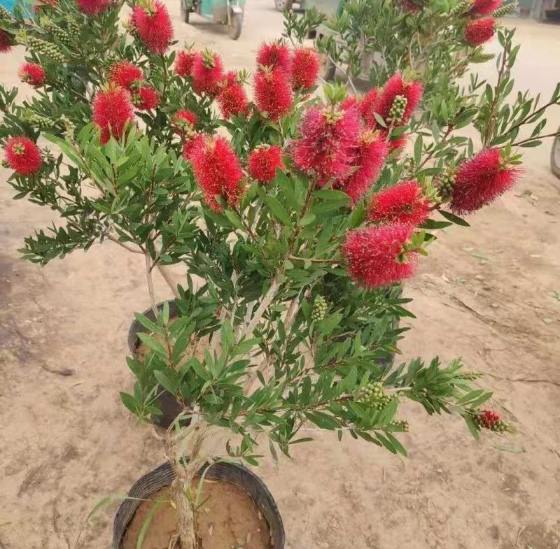 盆栽红千层树苗串钱柳垂枝红千层金宝树红千层花四季常青花卉