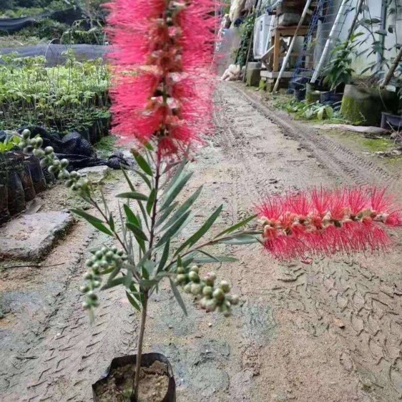 盆栽红千层树苗串钱柳垂枝红千层金宝树红千层花四季常青花卉