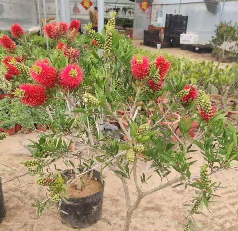 盆栽红千层树苗串钱柳垂枝红千层金宝树红千层花四季常青花卉