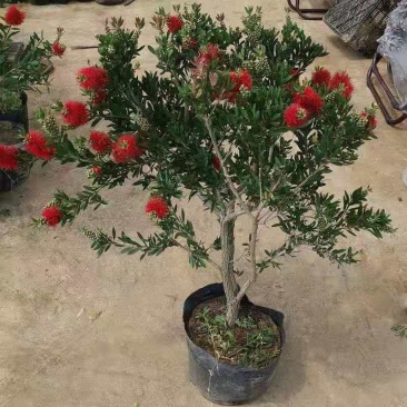 盆栽红千层树苗串钱柳垂枝红千层金宝树红千层花四季常青花卉