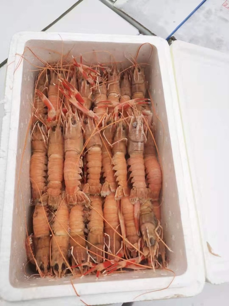 海鳌虾一箱5斤净重4斤