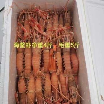 海鳌虾一箱5斤净重4斤