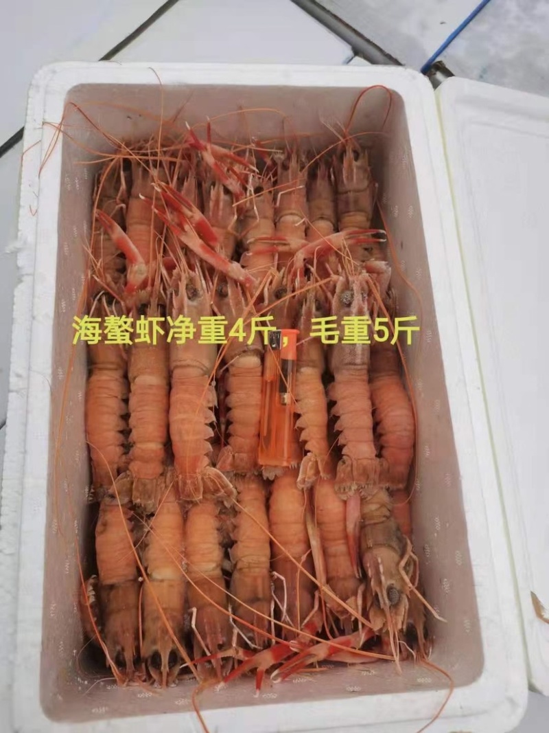 海鳌虾一箱5斤净重4斤