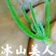 冰山美人，二代冰草