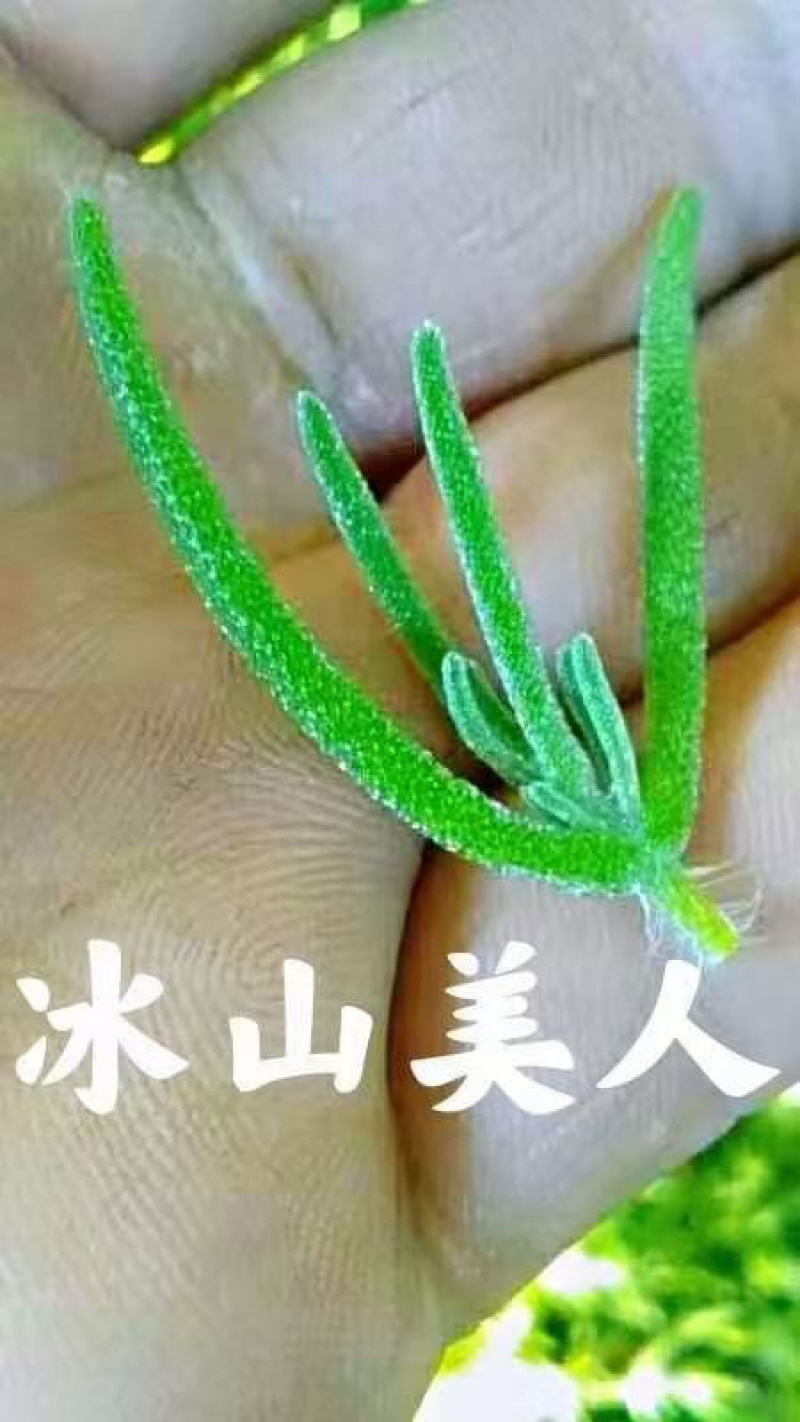 冰山美人，二代冰草