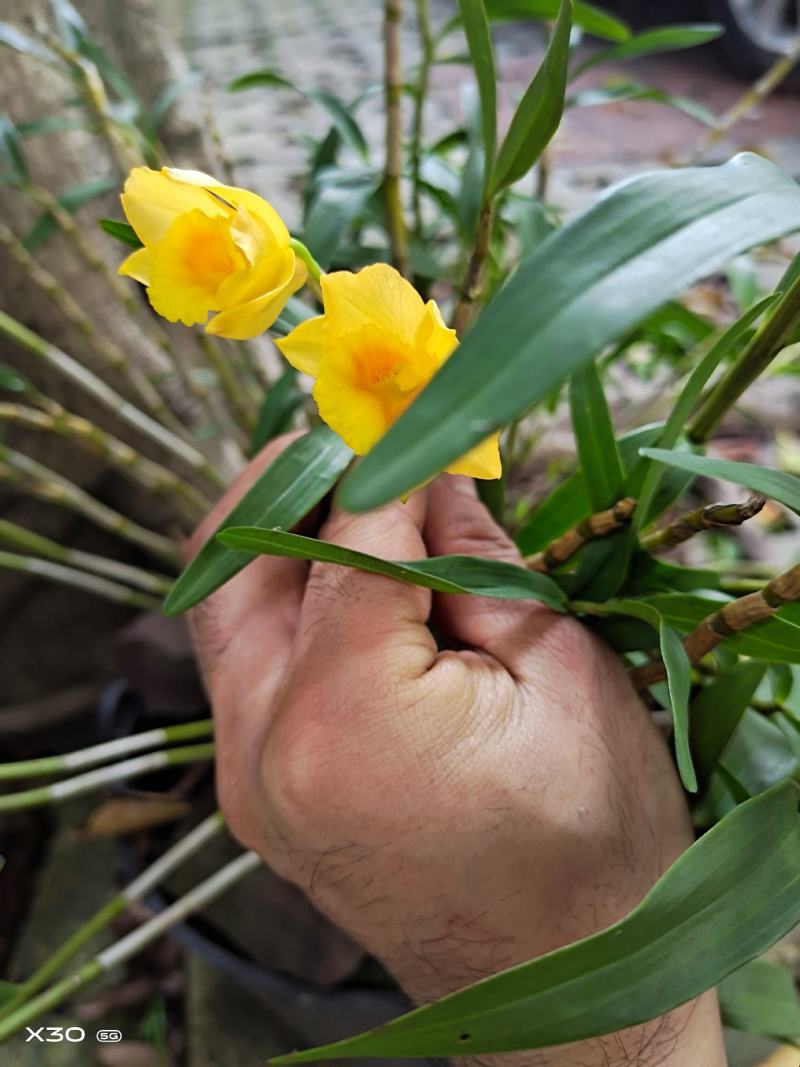 包邮(除偏远地区外)叠鞘石斛苗种植发展，花卉盆景基地直发
