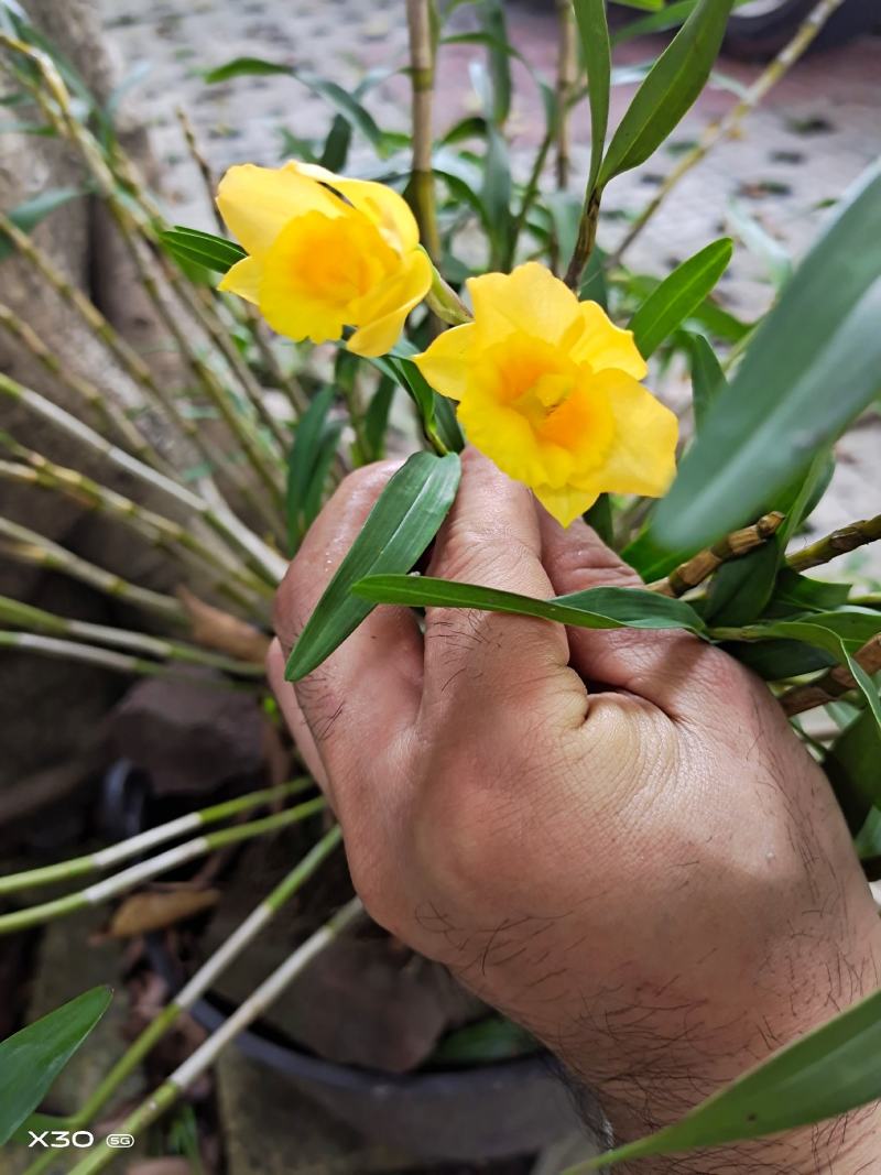 包邮(除偏远地区外)叠鞘石斛苗种植发展，花卉盆景基地直发