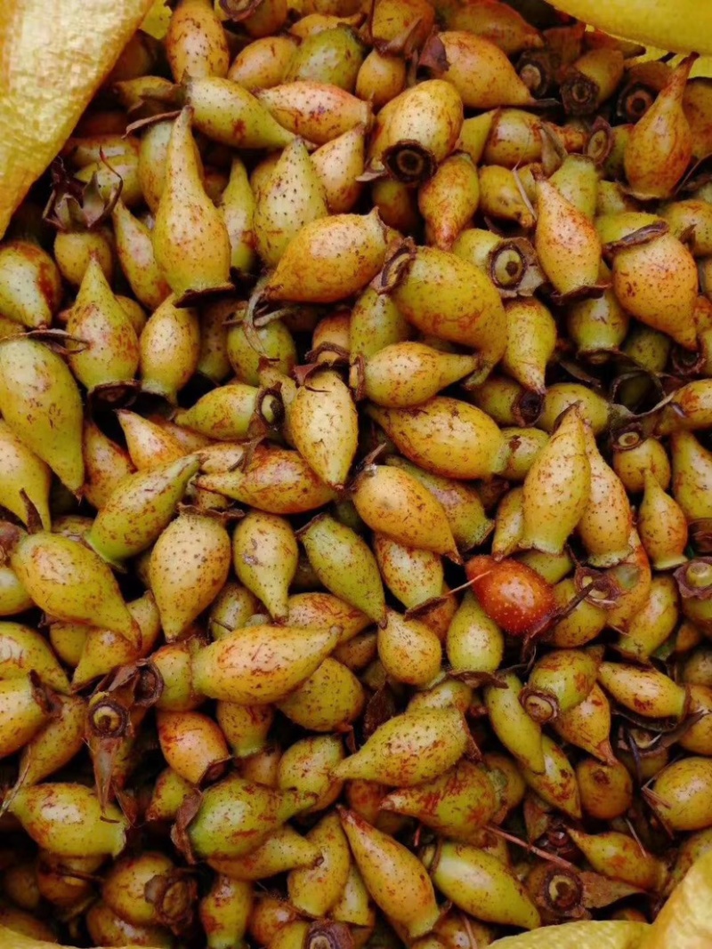 金樱子广西野生金樱子生货生货按气节出货