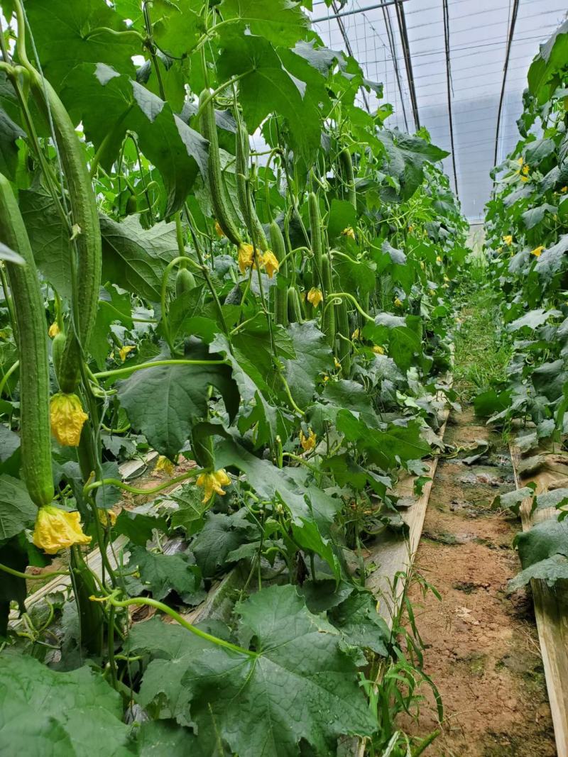 精品丝瓜，顶花长条，基地大量现货供应，欢迎新老客户前来