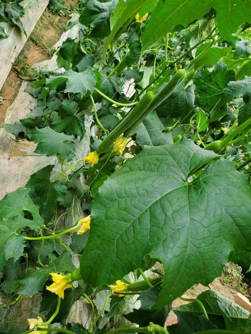 精品丝瓜，顶花长条，基地大量现货供应，欢迎新老客户前来