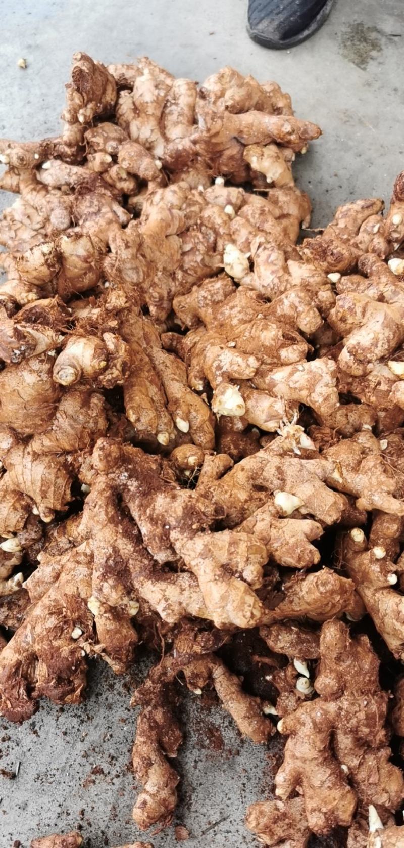 缅甸姜已接近尾声,抢到就赚到